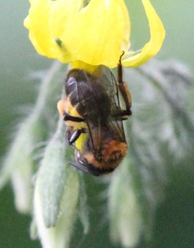 Andrena bicolor